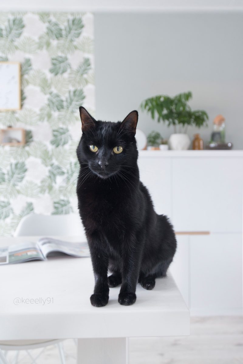 ODE AAN LIEVE DOPEY.